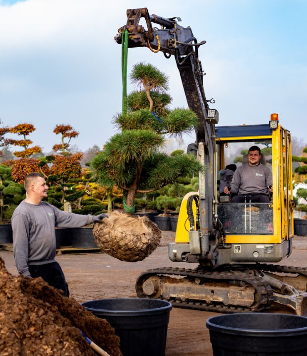 A worker operates a small excavator to lift a large potted plant while another worker guides the plant into position at a nursery.