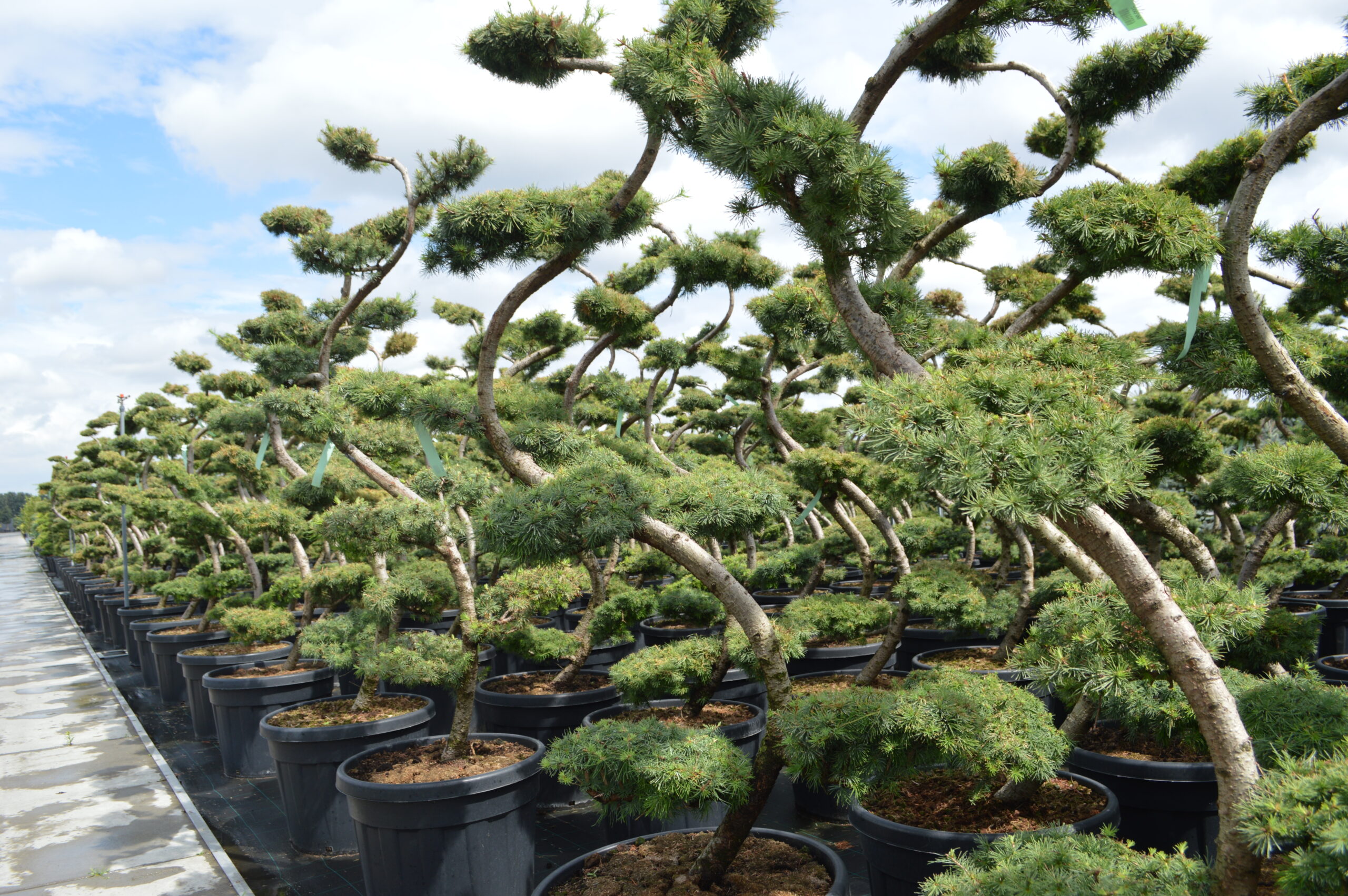 Rows of potted trees with uniquely shaped, twisted trunks and dense, rounded foliage under a partly cloudy sky.