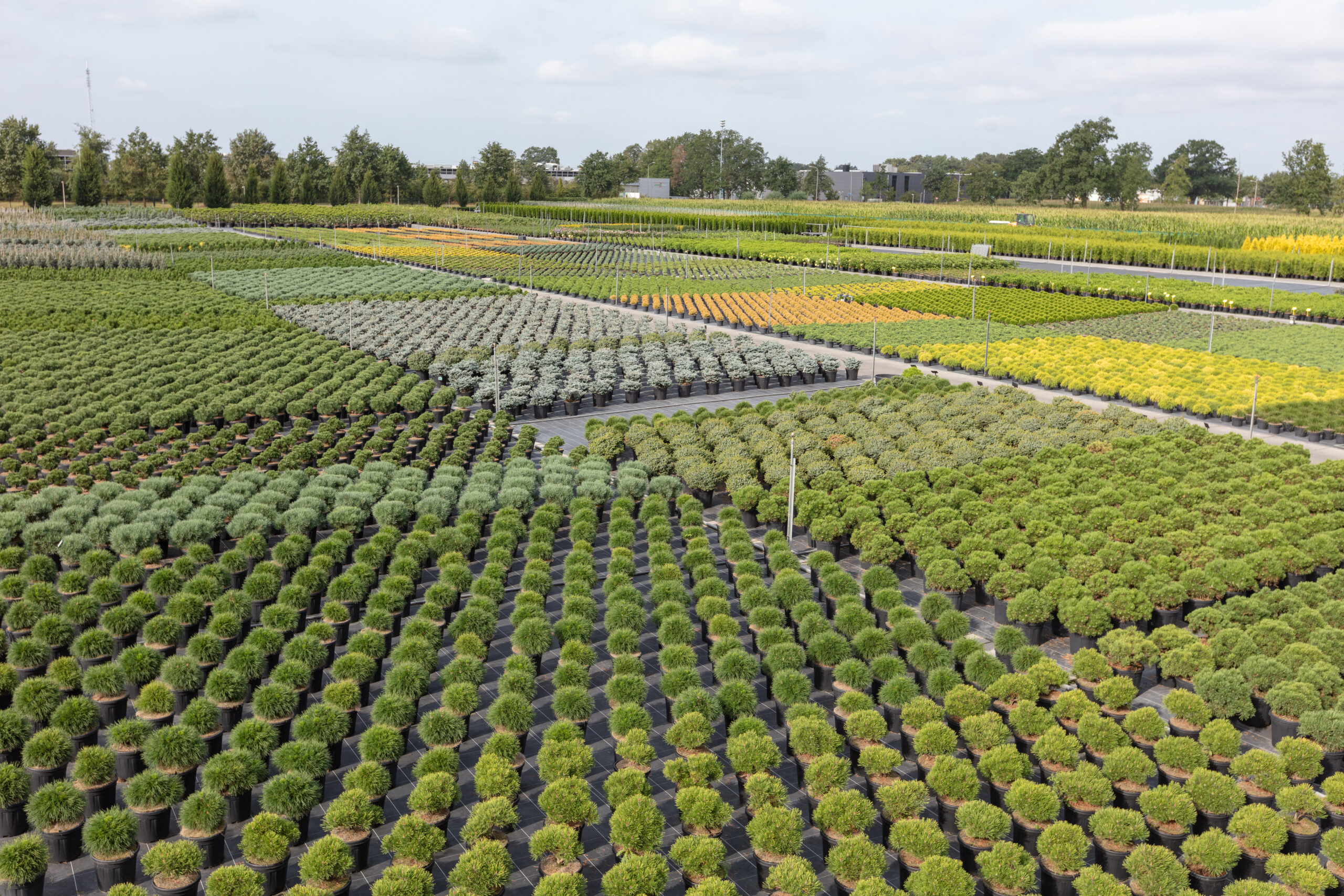 Rows of various types of potted plants arranged in a grid pattern at a large nursery, with distinct sections organized by type and color. Background shows a line of trees and a partly cloudy sky