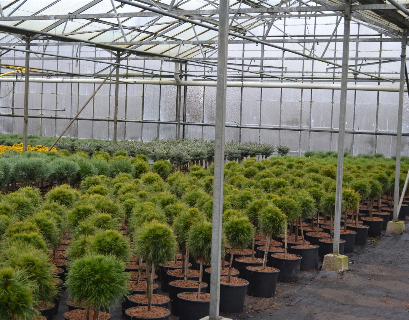 Interior of a greenhouse filled with rows of potted plants, including green shrubs and yellow flowers, under a glass roof structure.
